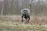 CANE CORSO 713